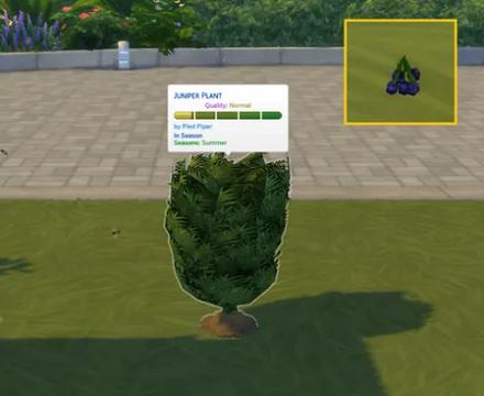 Juniper Berry (Harvestable)