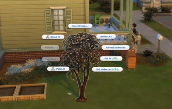 Mulberry (harvestable)