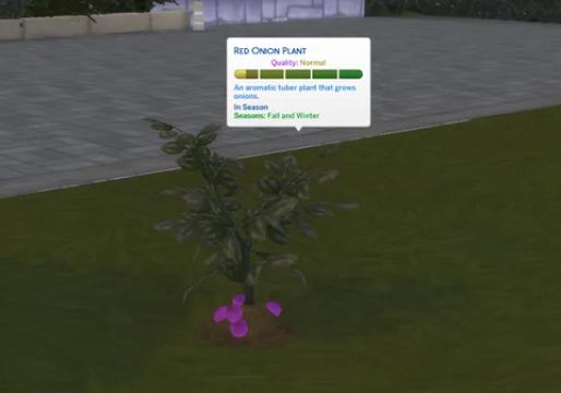 Red Onion (Harvestable)