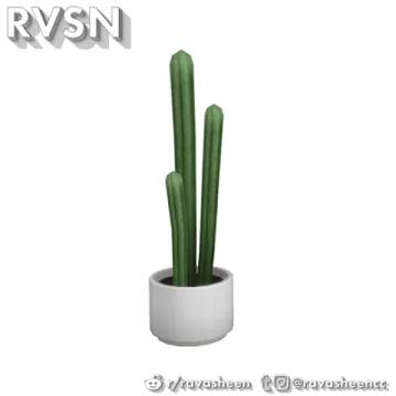 Fan-cactus House Plant