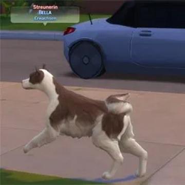 somecatanddogstraysinotherworlds