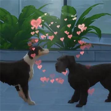 pet2pettryforbabyfix