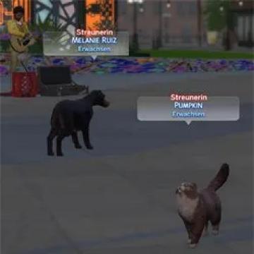 straycatsanddogsincitylifeworld