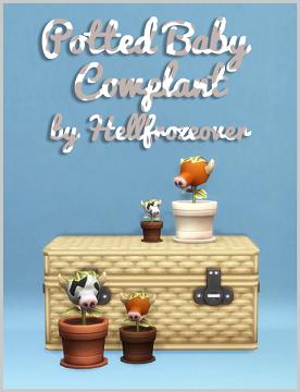 Potted Baby Cowplant